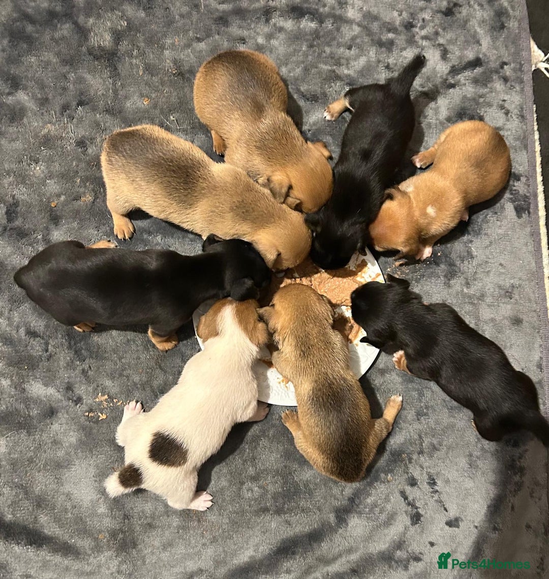 Jack Russell dogs for sale: Mini Jack Russell Terrier puppies  - Advert 3