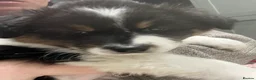 Australian Shepherd dogs for sale: Australian Shepherd puppies - Merles /Tris - Advert 14