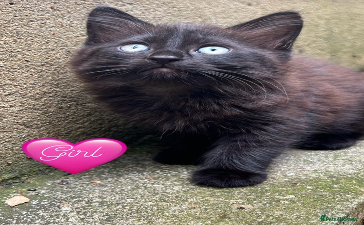 Domestic Shorthair cats - Advert 1