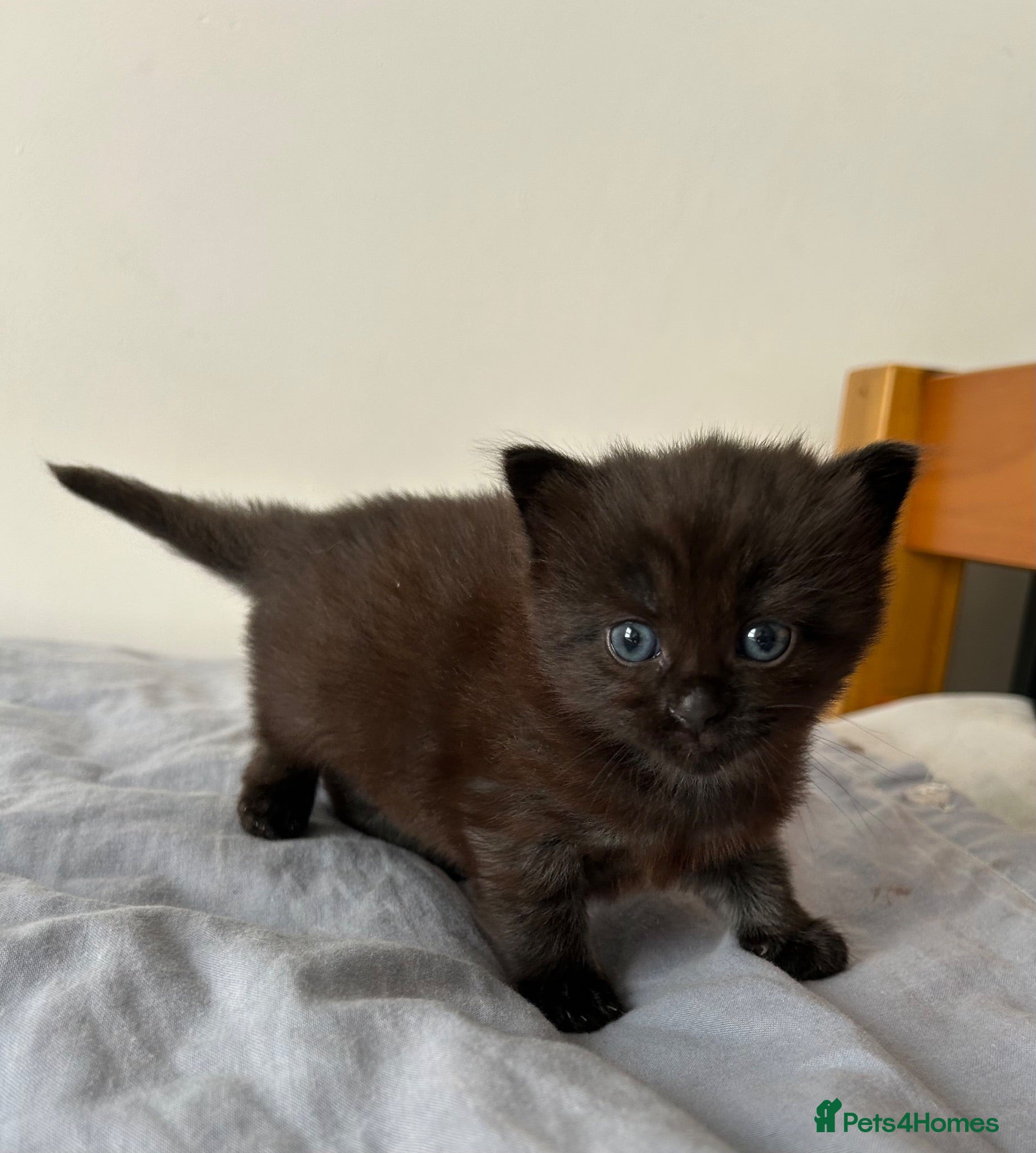 Mixed Breed cats Baby girl - Advert 3