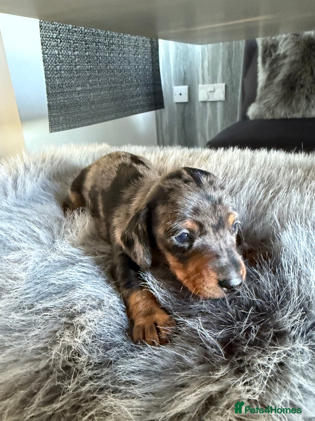 Miniature Dachshund dogs for sale: Beautiful miniature dauchounds for sale  - Image 3