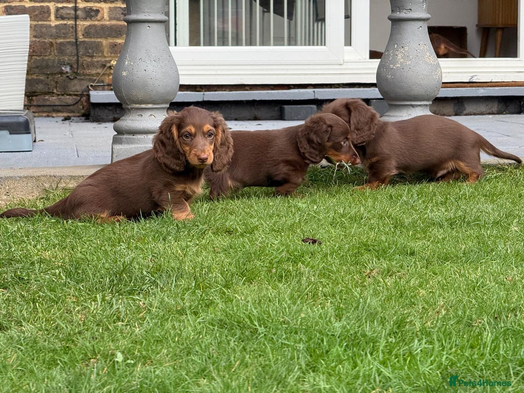 Miniature Dachshund dogs for sale: PRICE REDUCED Cute long hair chocolate dachshunds  - Advert 38
