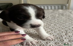 Cocker Spaniel dogs for sale: Working cocker spaniel puppies  - Image 3