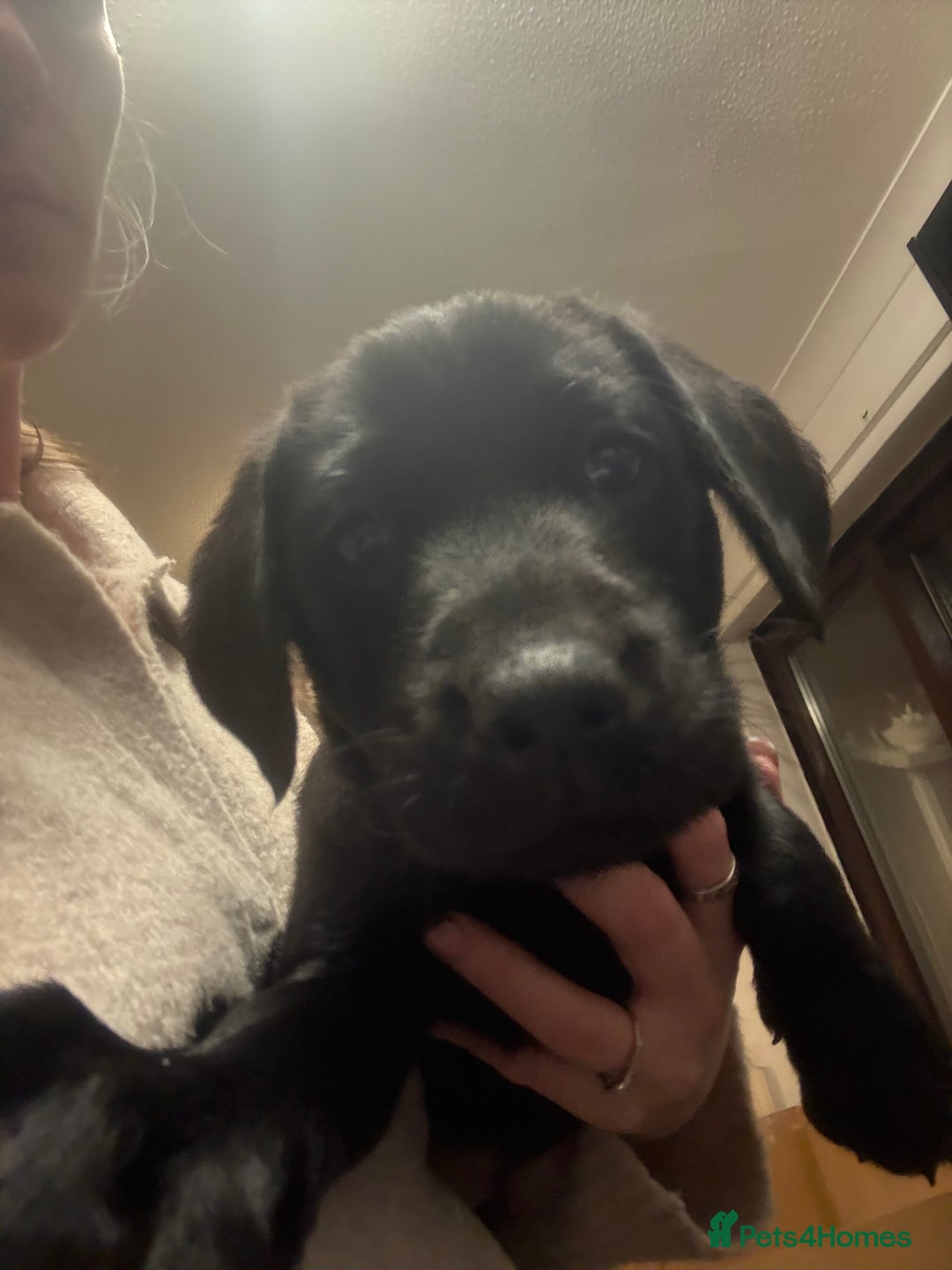 Labrador Retriever dogs for sale: Labrador puppies.  - Advert 7