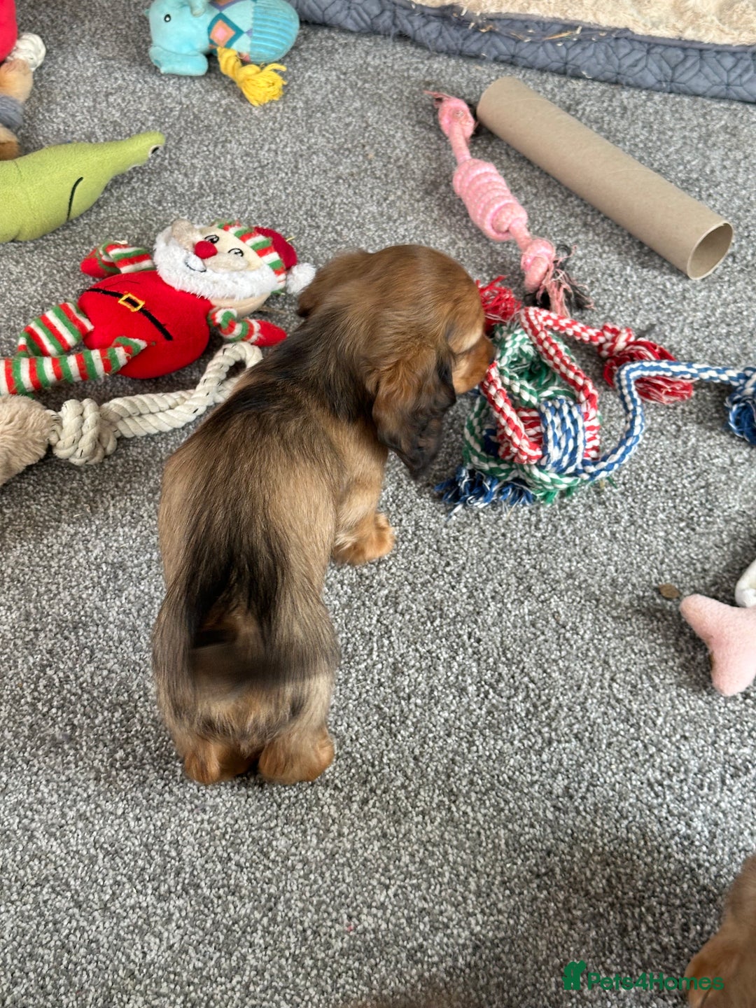 Miniature Dachshund dogs for sale: Longhaired shaded red puppies - Image 13