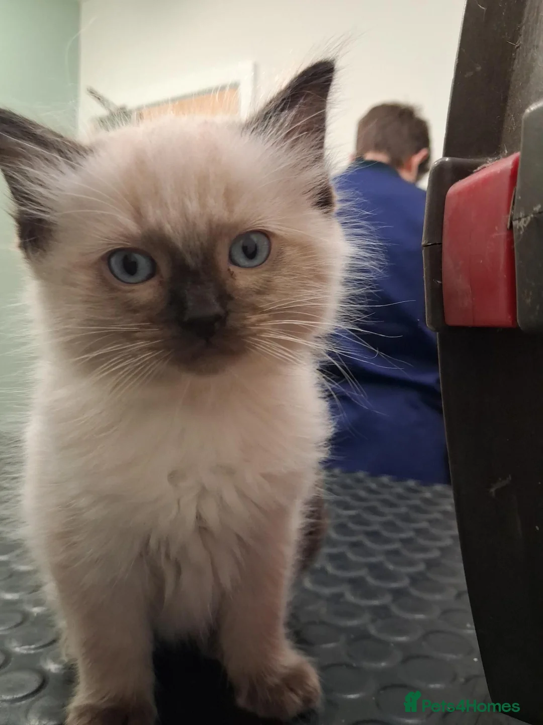 Ragdoll cats for sale: Stunning Fluffy Ragdolls. - Advert 2