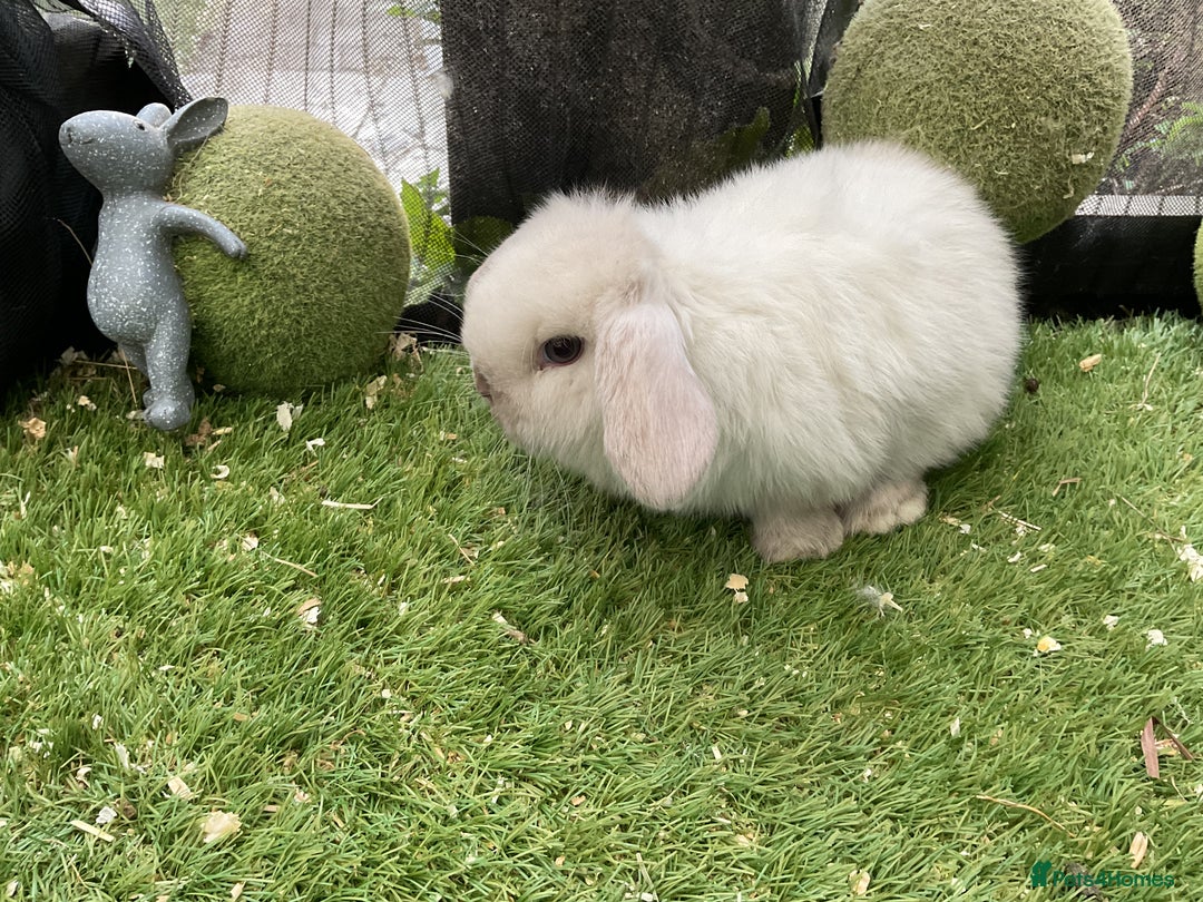 Mini Lop rabbits for sale: Baby mini lops and mini lion lop baby rabbits - Advert 17
