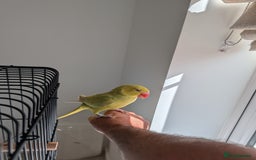 Ringnecks birds for sale: ​For Sale: Young Lutino Indian Ringneck - Image 9