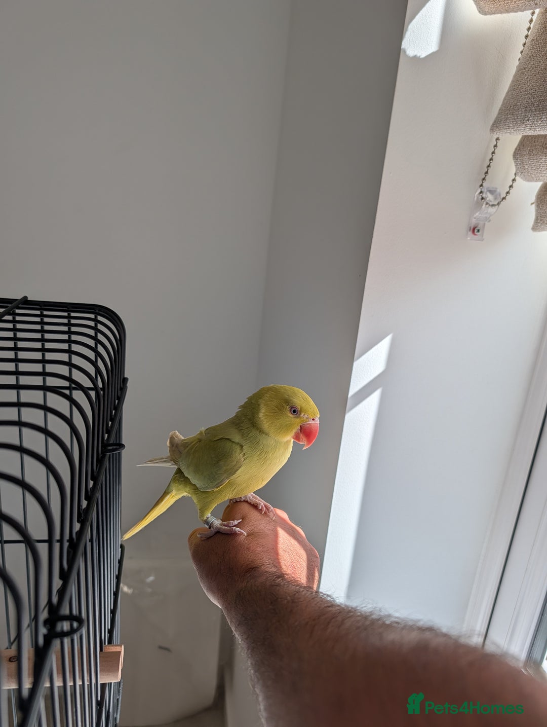 Ringnecks birds for sale: ​For Sale: Young Lutino Indian Ringneck - Image 9