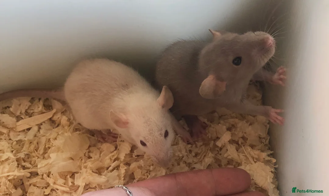 Rat rodents for sale: Baby dumbo rats - Advert 2