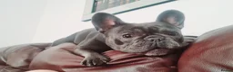 French Bulldog dogs for sale: for a good home - Advert 2
