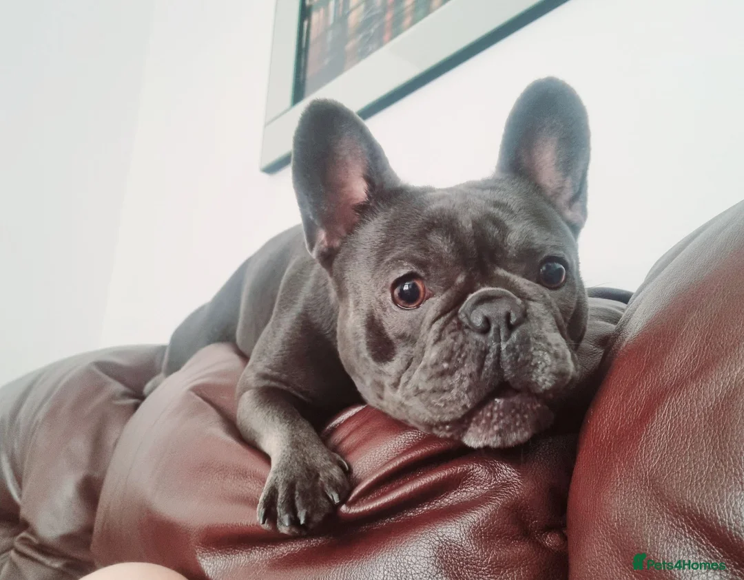 French Bulldog dogs for sale: for a good home - Advert 2