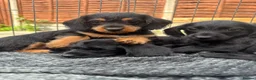 Doxiepoo dogs for sale: Beautifully bread Doxiepoos  - Advert 12
