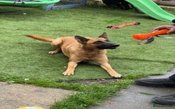 Belgian Shepherd Dog dogs for sale: 4 year old Belgian Mali  - Image 5