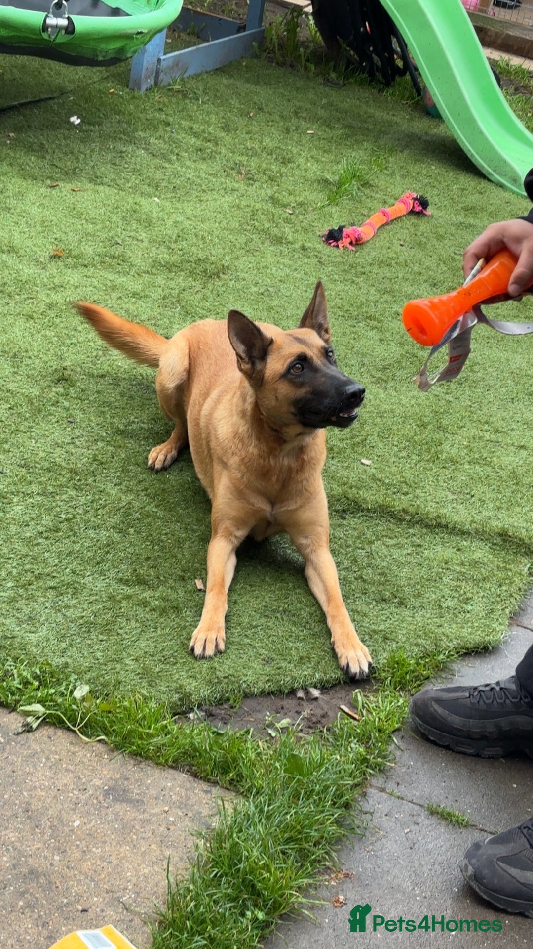Belgian Shepherd Dog dogs for sale: 4 year old Belgian Mali  - Image 5