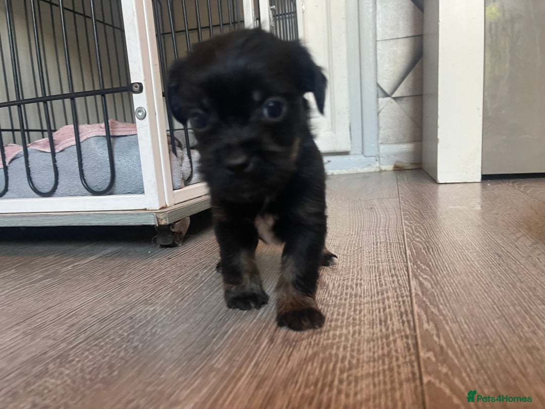 Mixed Breed dogs for sale: Jackapoo/French bulldog  - Advert 27