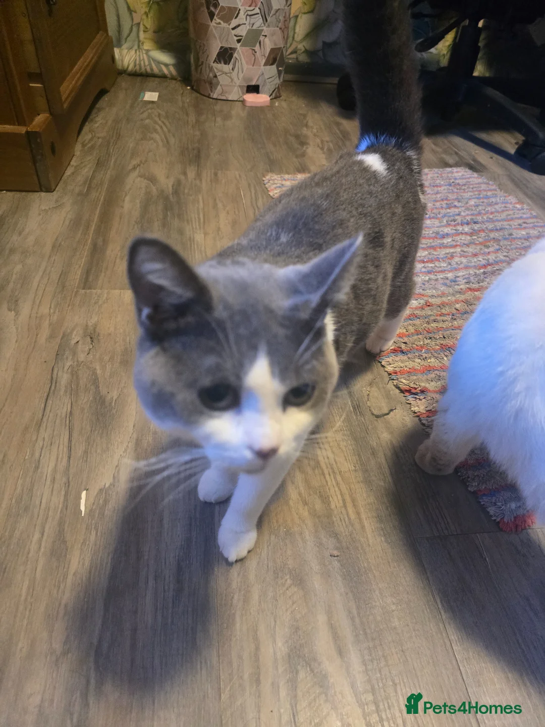 Mixed Breed cats for sale: Handsome Archi for sale  - Advert 8