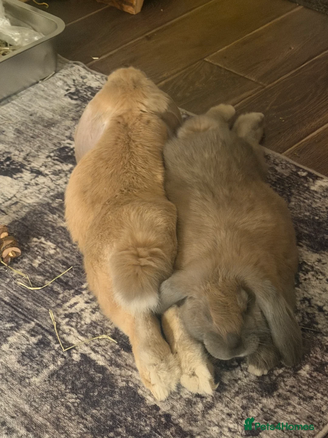 French Lop rabbits for sale: 2 bonded female French lops - Advert 2