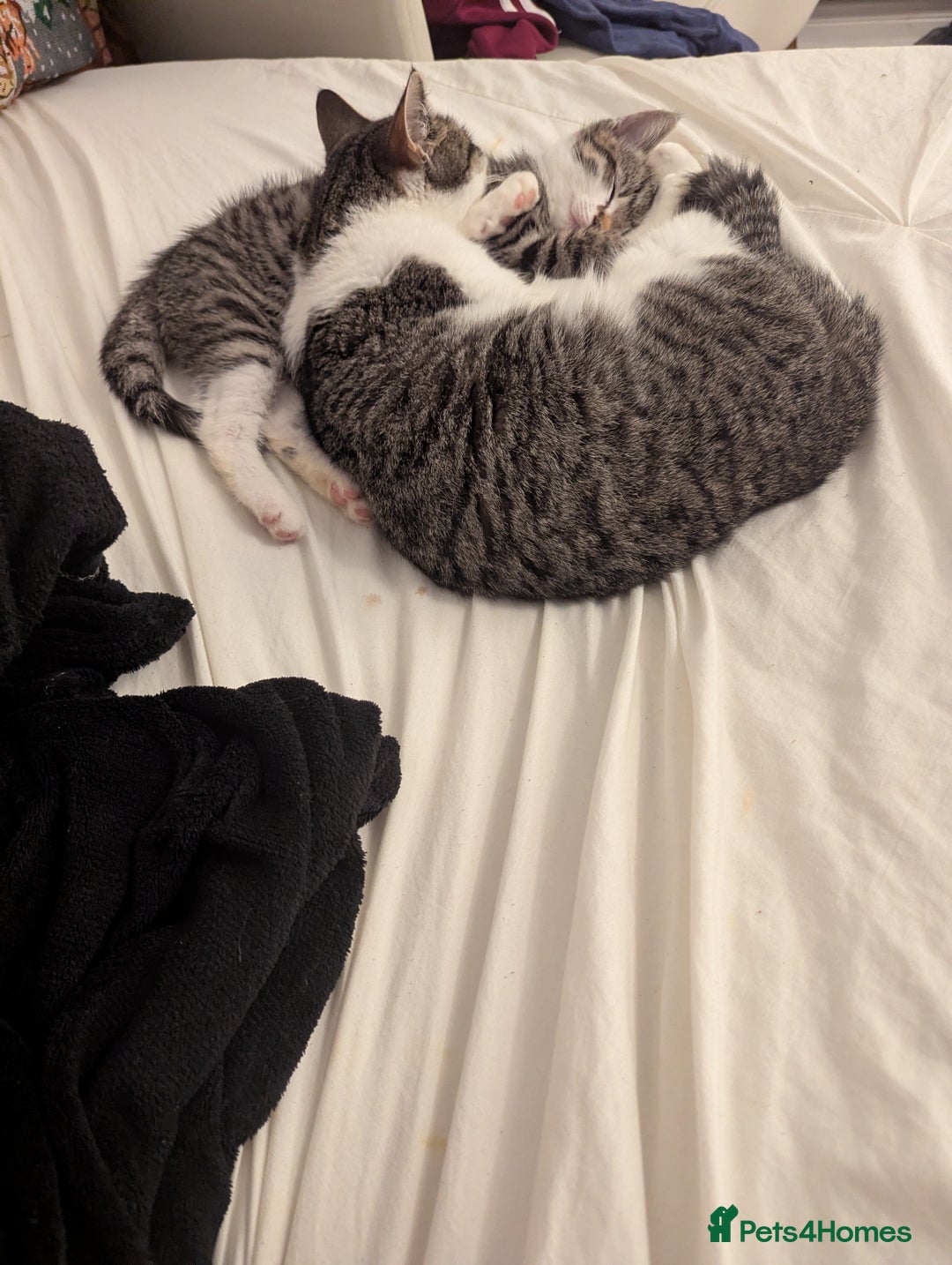 Mixed Breed cats for sale: Male kitten - Advert 2