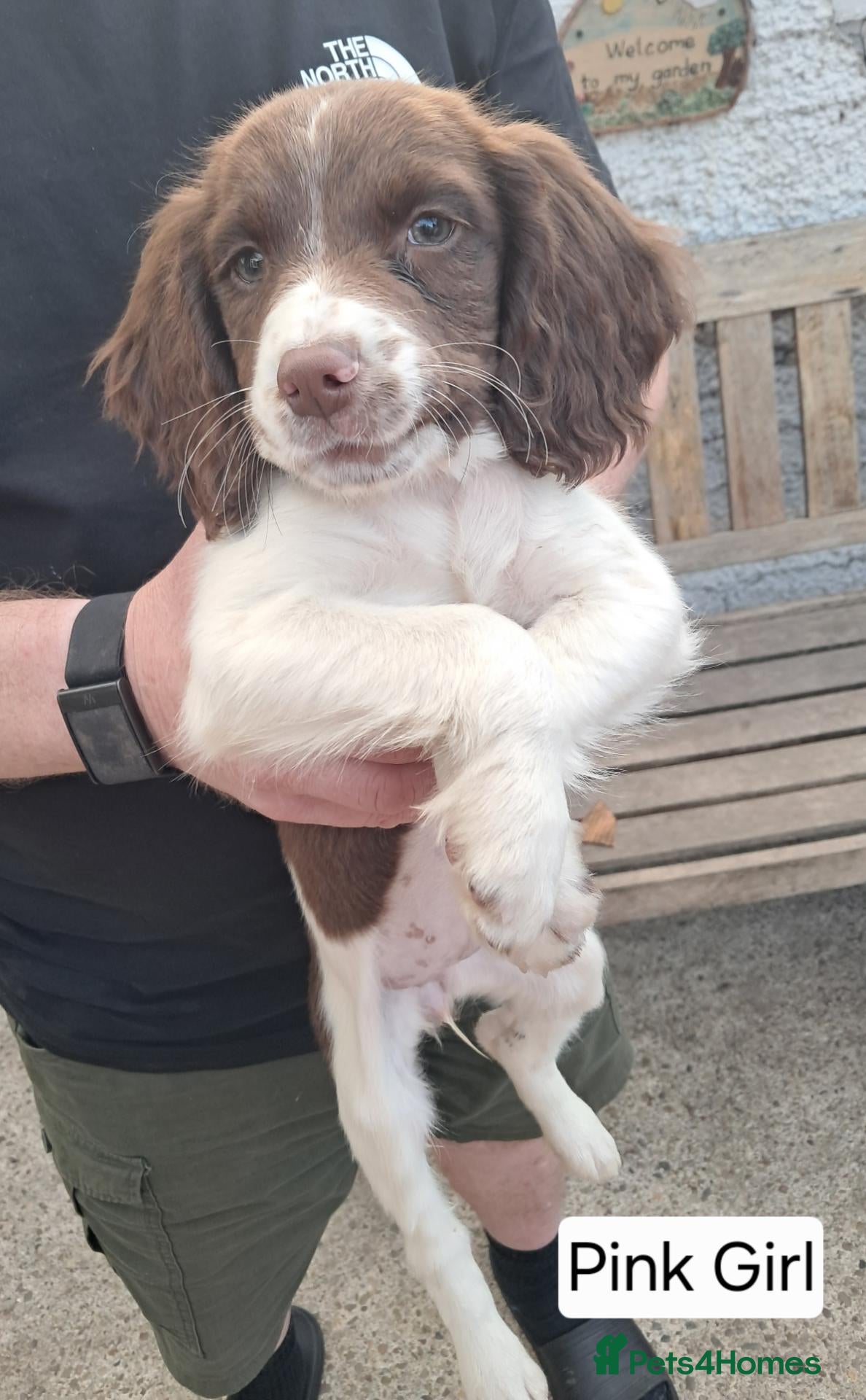 English Springer Spaniel dogs English Springer Spaniel Puppies - Advert 2