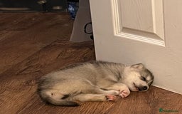 Utonagan dogs for sale: Siberian Husky cross Alaskan Malamutes Puppies - Image 10