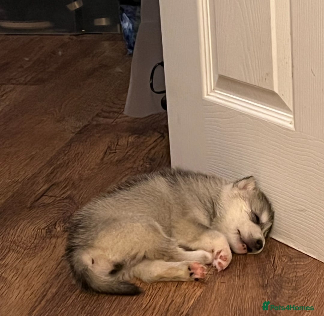 Utonagan dogs for sale: Siberian Husky cross Alaskan Malamutes Puppies - Image 10