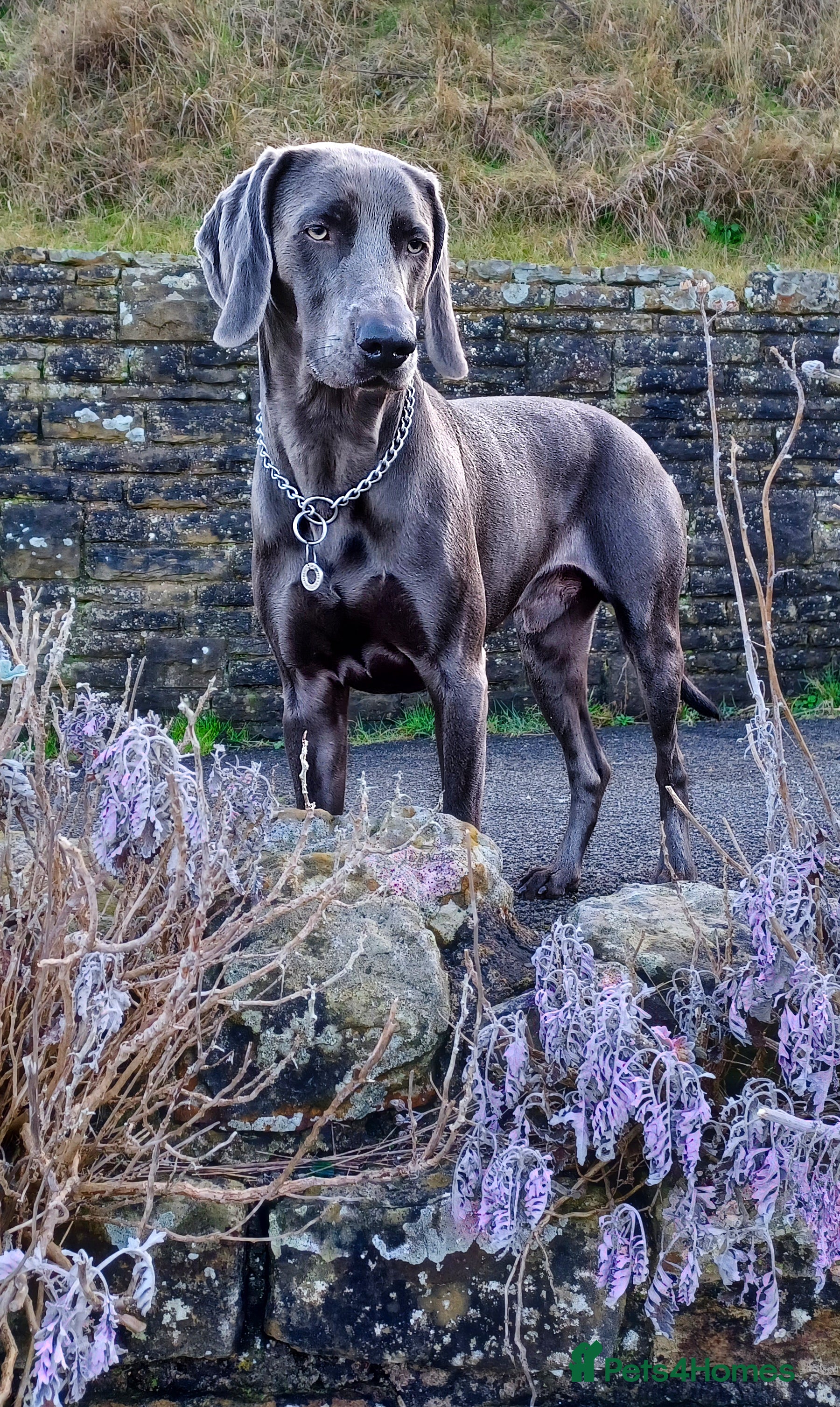 Weimaraner dogs No Cost 1 Year Old Blue Weimaraner For Stud - Advert 19