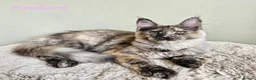 Maine Coon cats for sale: Beautiful Maine Coon kittens  - Advert 22