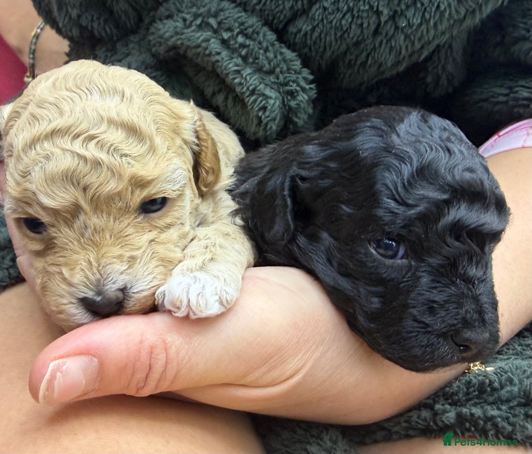 Maltipoo dogs for sale: Toy poodle cross maltipoo puppies little puppies  - Advert 3