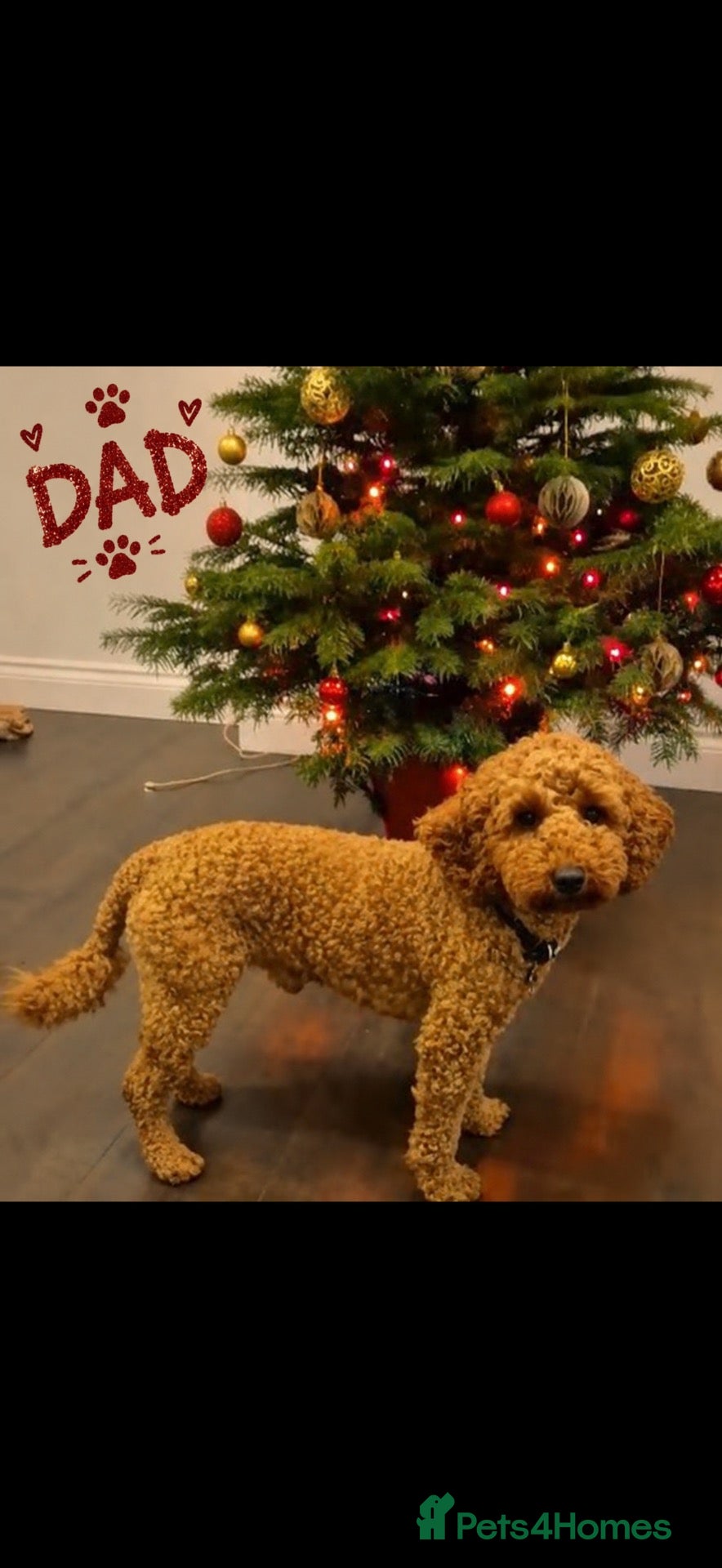 Cavapoo dogs A beautiful little of Cavapoo puppies  - Advert 2