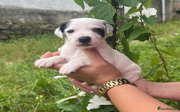 English Setter dogs for adoption: Setter x Pups (Rina's Puppies) - Image 19