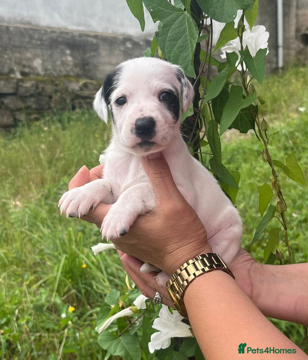 English Setter dogs for adoption: Setter x Pups (Rina's Puppies) - Image 19