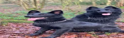 German Shepherd dogs for stud: Winston family protection dog  - Advert 7