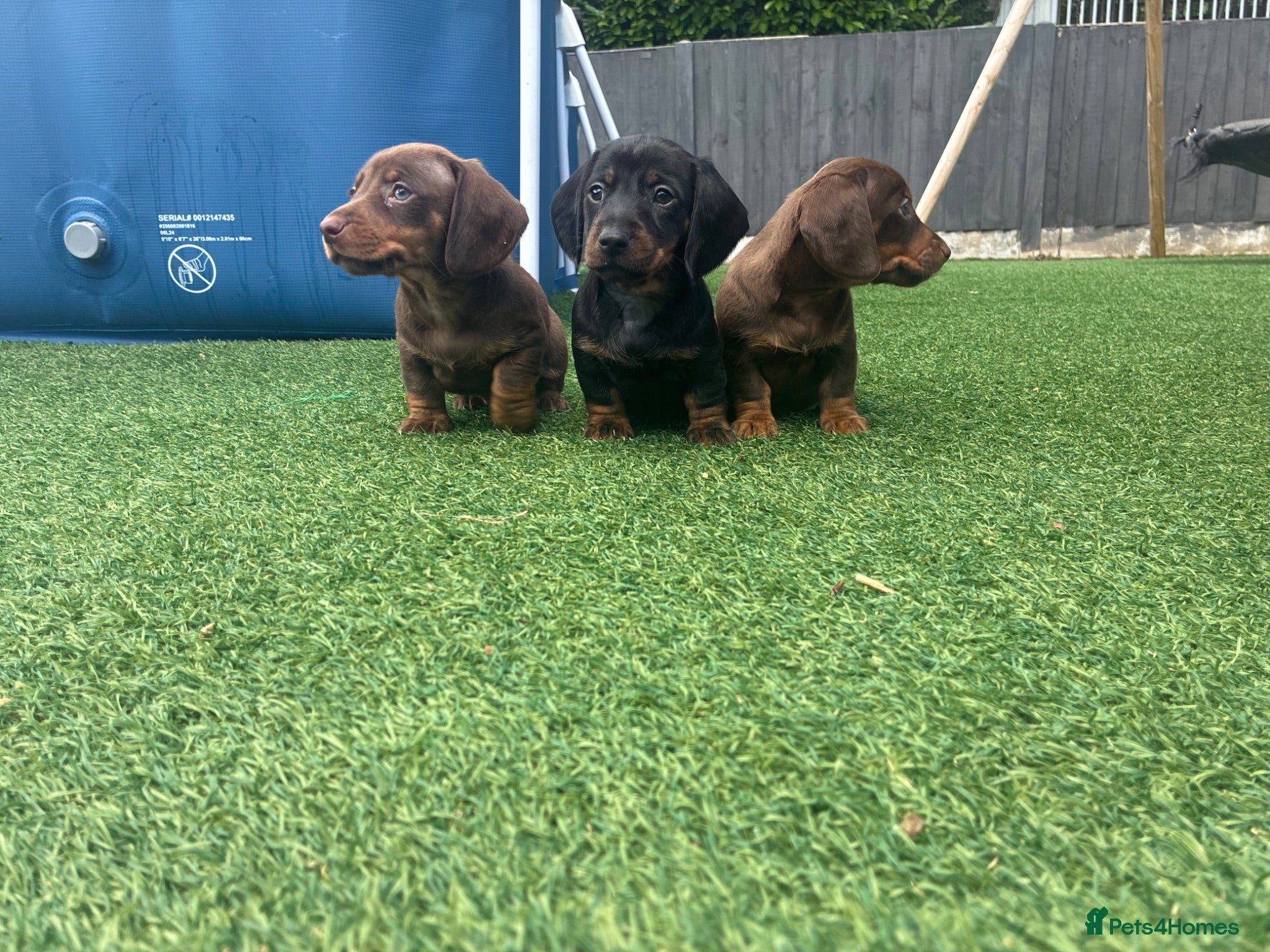 Miniature Dachshund dogs Miniature dachshund  - Advert 4