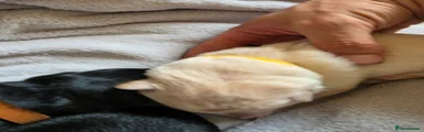 💛 Puppy 6 – Female – 490g – White (Yellow Collar) – 2:15pm