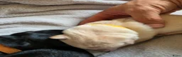 German Shepherd dogs for sale: Exceptional German Shepherd Puppies in Evesham - Advert 6