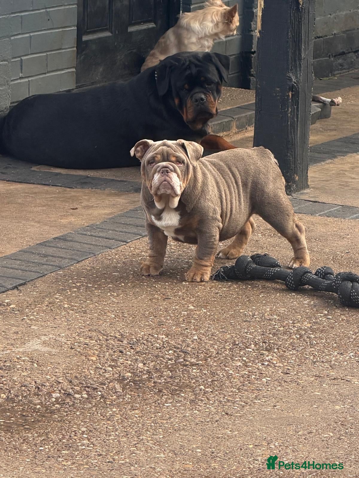 English Bulldog dogs for sale: English Bulldog  - Advert 7