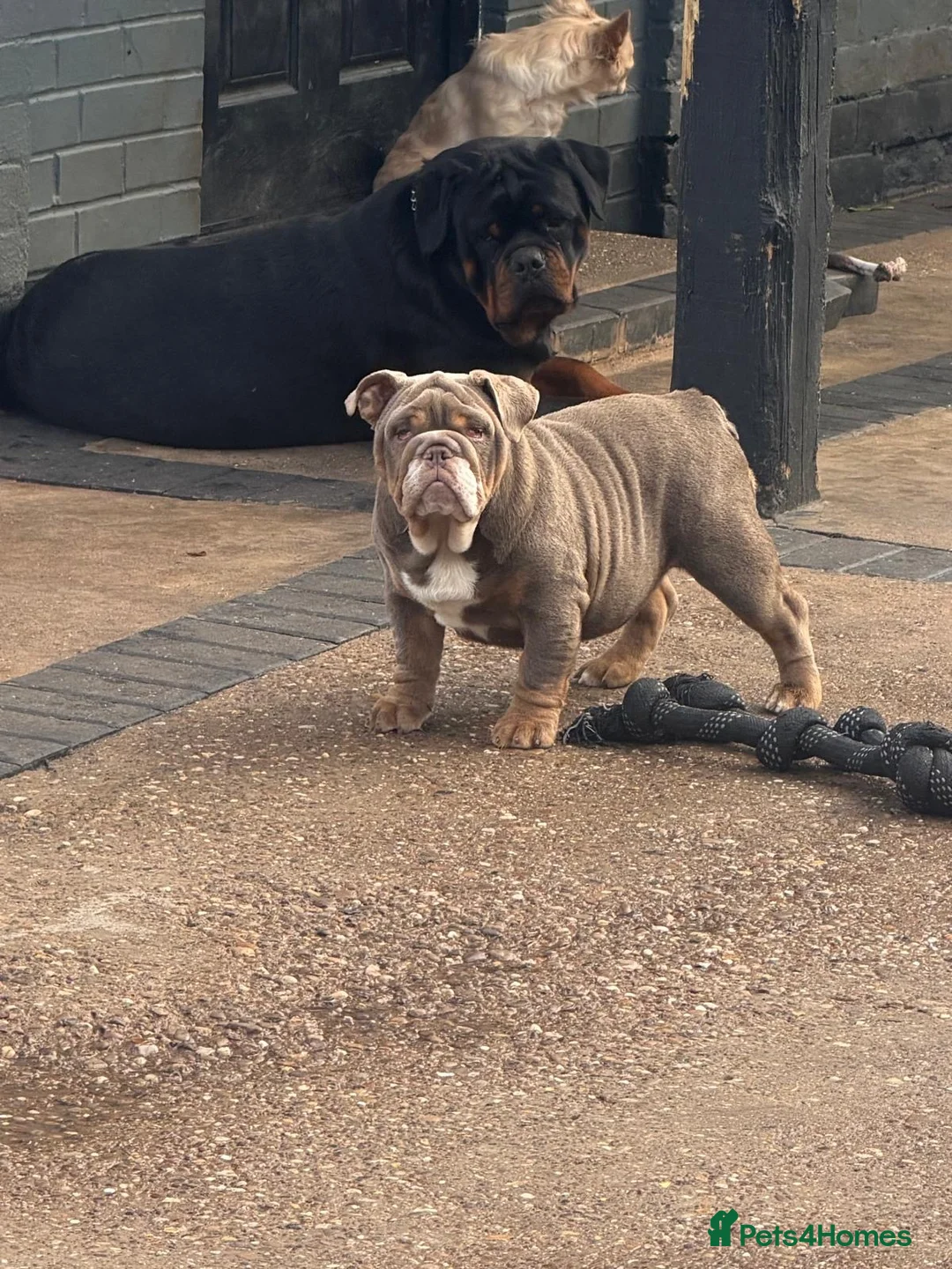 English Bulldog dogs for sale: English Bulldog  - Advert 1