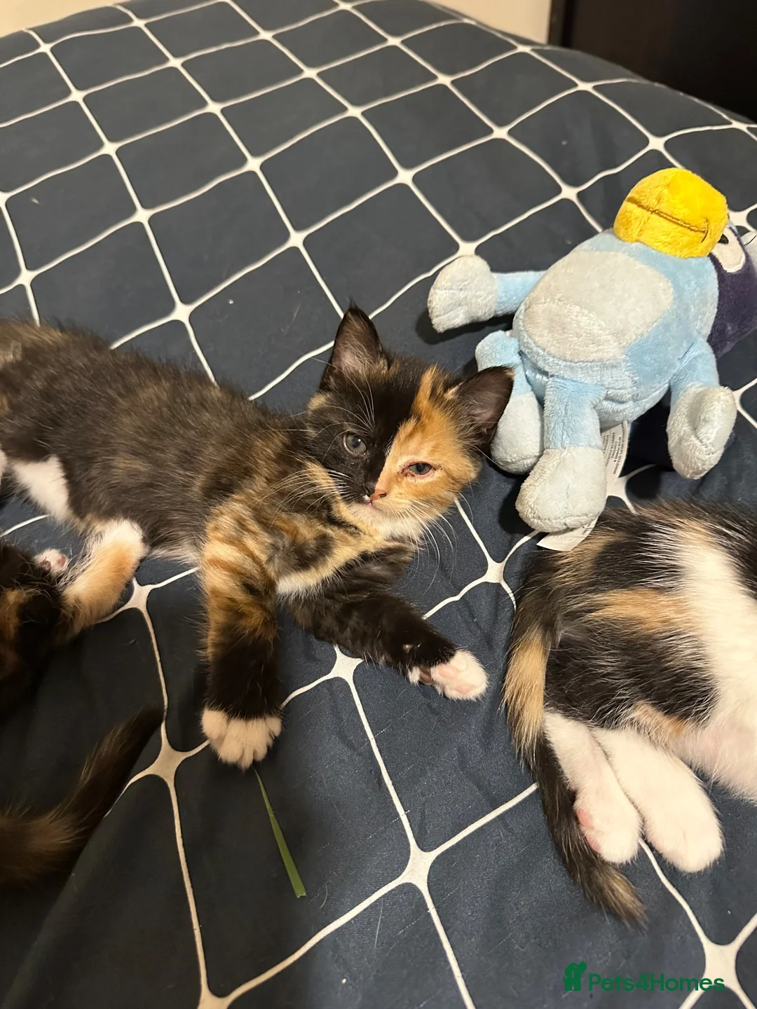 Mixed Breed cats for sale: Maincoon cross kittens in Radstock - Advert 2