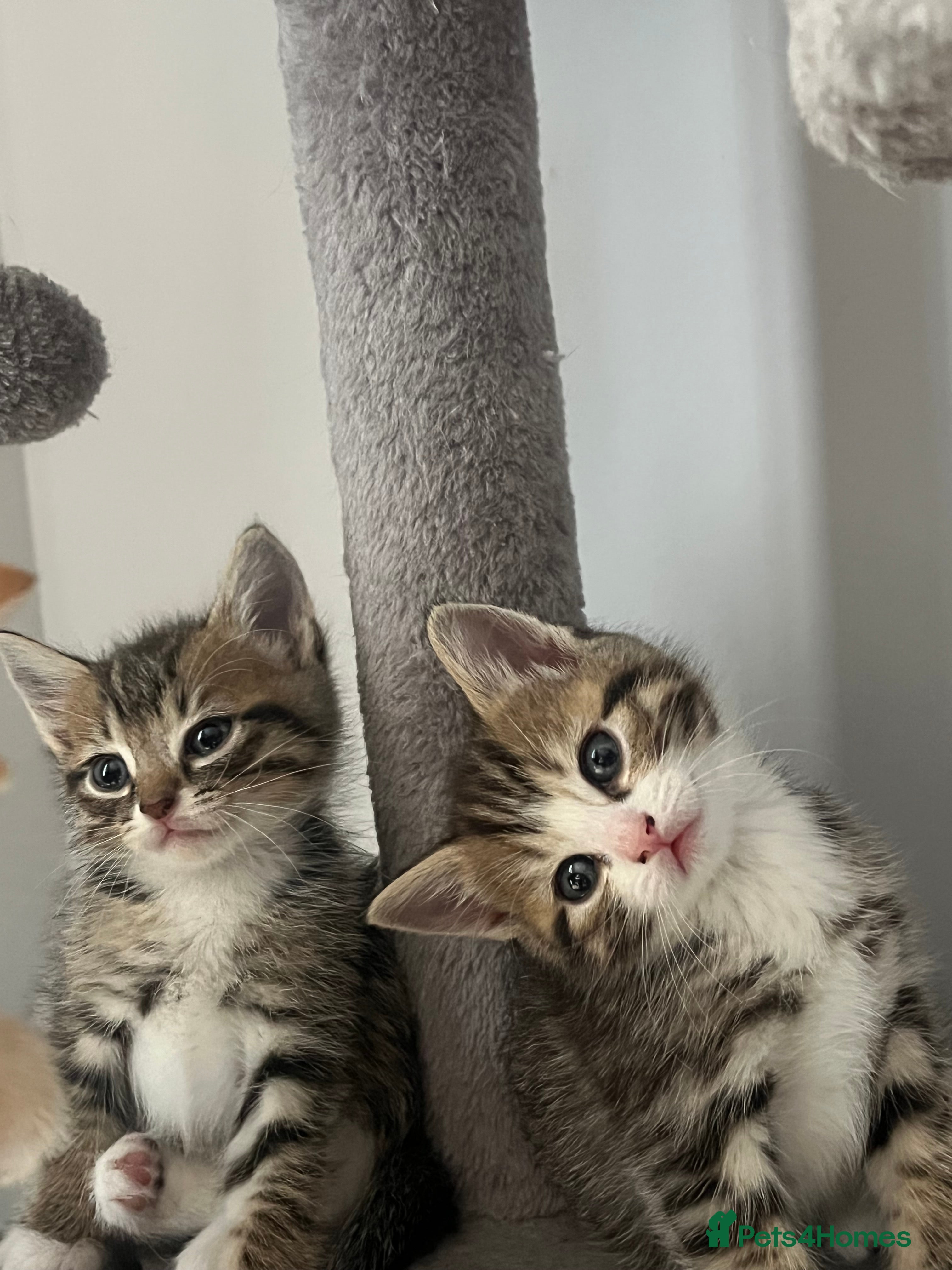 Mixed Breed cats 6 beautiful home ready kittens  - Advert 1