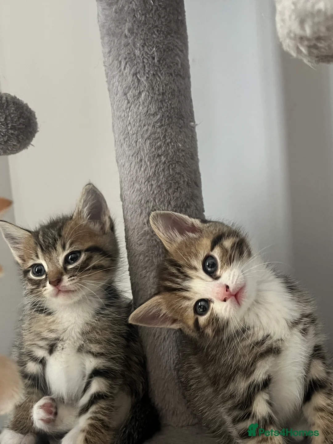 Mixed Breed cats for sale: 6 beautiful home ready kittens  - Advert 1