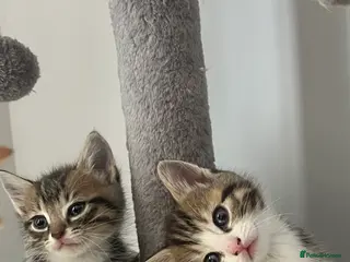 Mixed Breed cats 6 beautiful home ready kittens - Advert 1