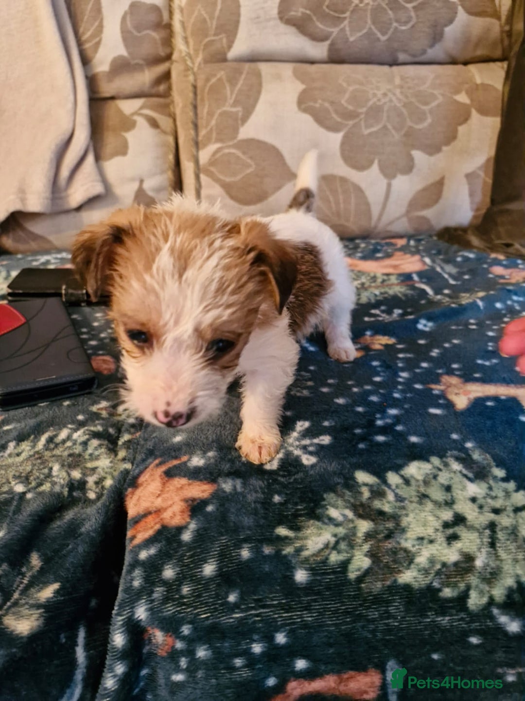 Mixed Breed dogs for sale: Cavajack Puppies  - Advert 6