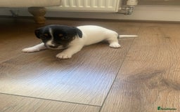 Jack Russell dogs for sale: Lovely miniature jack Russell pups - Image 5
