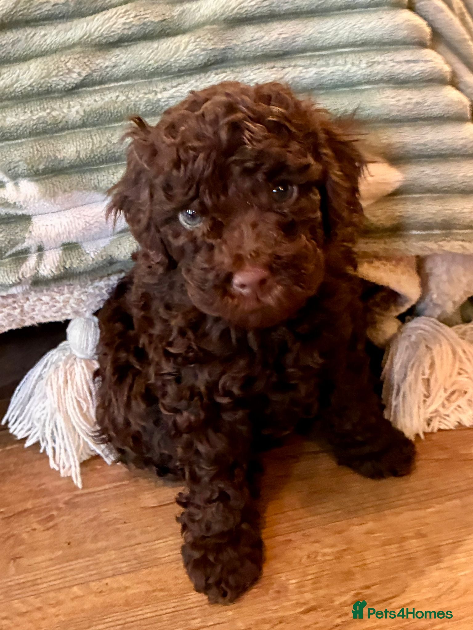 Toy Poodle dogs Toy poodles - Advert 4