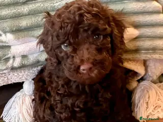 Toy Poodle dogs Toy poodles - Advert 3