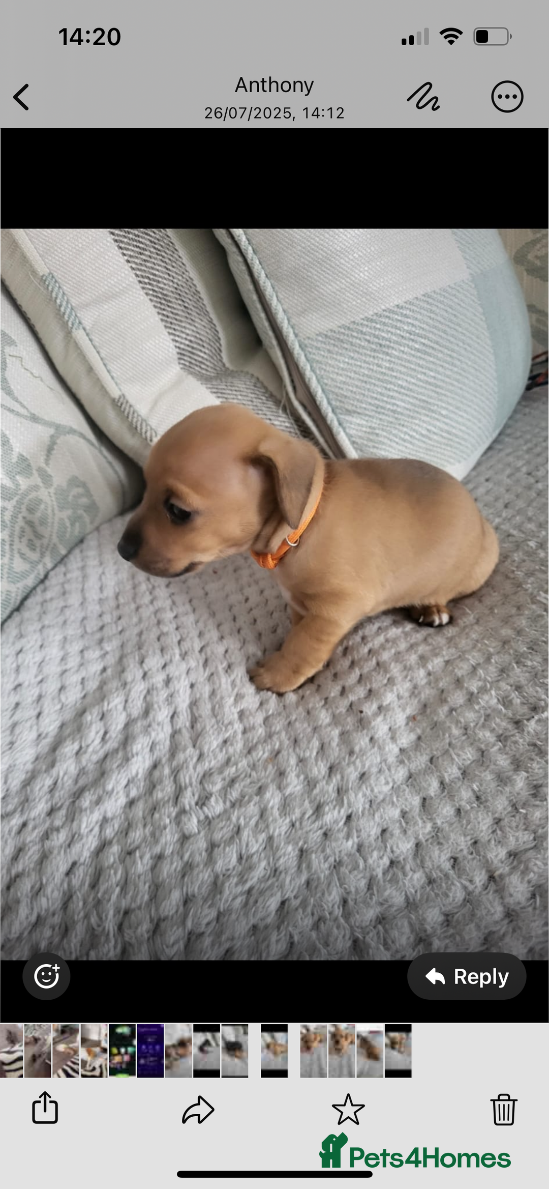 Mixed Breed dogs for sale: 5 Jack Russell x miniature dashound puppies £800 - Image 11