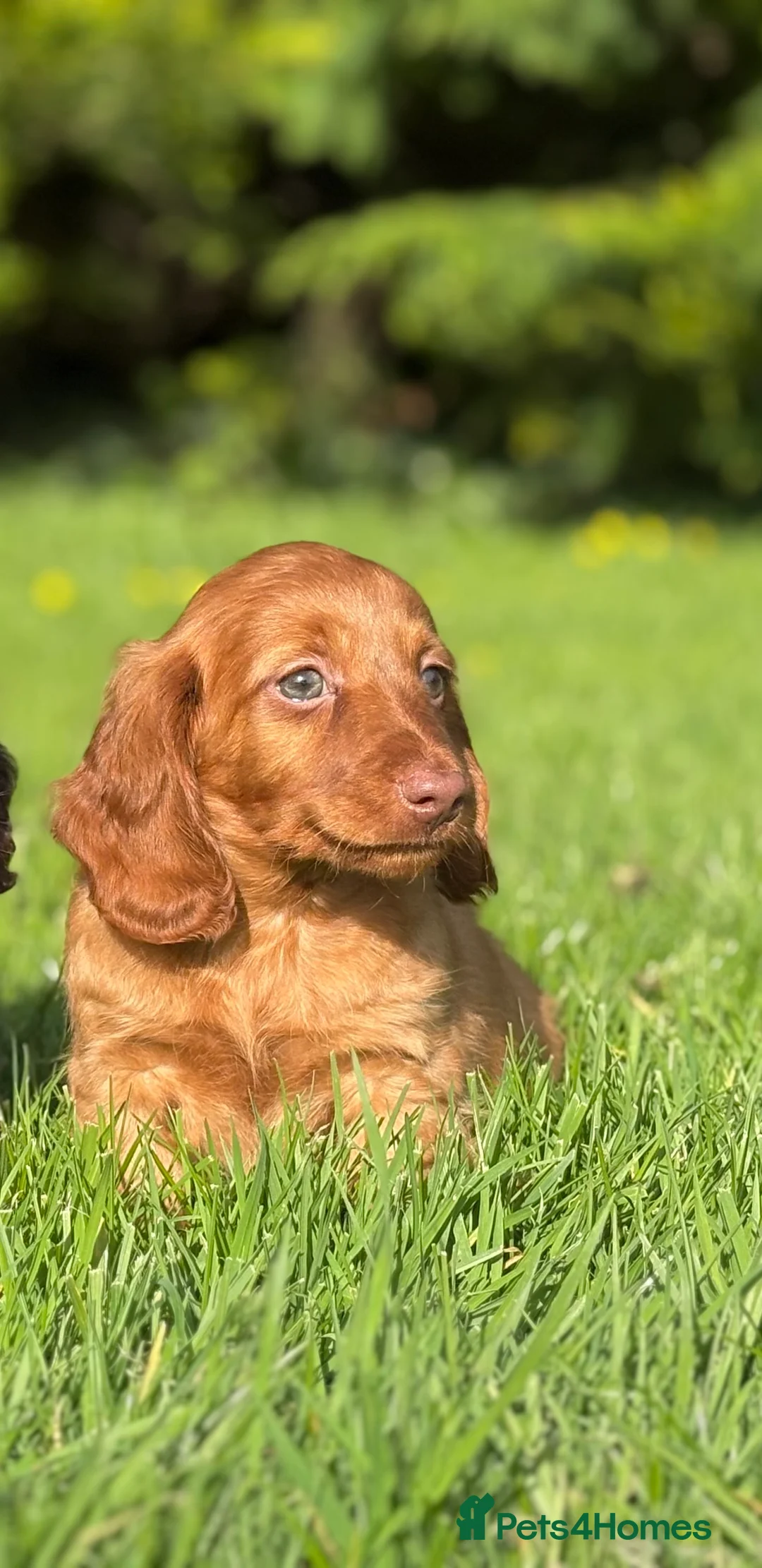 Dachshund dogs for sale: Adorable long haired miniature dachshund puppies  - Advert 21