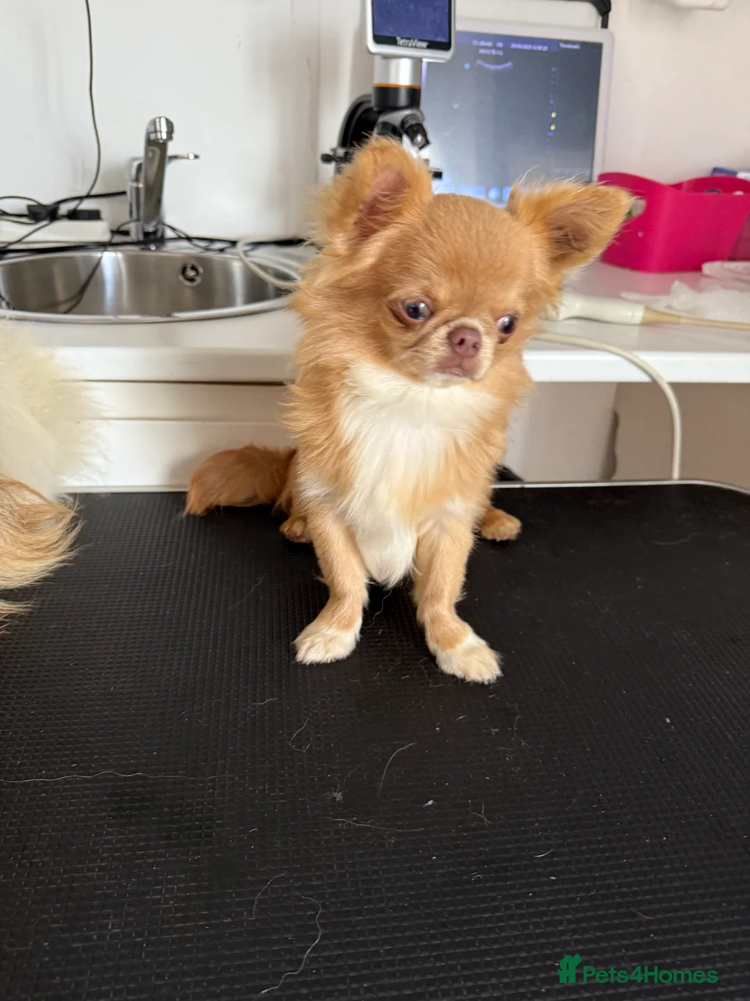Chihuahua dogs for stud: incredible lilac fawn stud boy in Doncaster - Advert 3