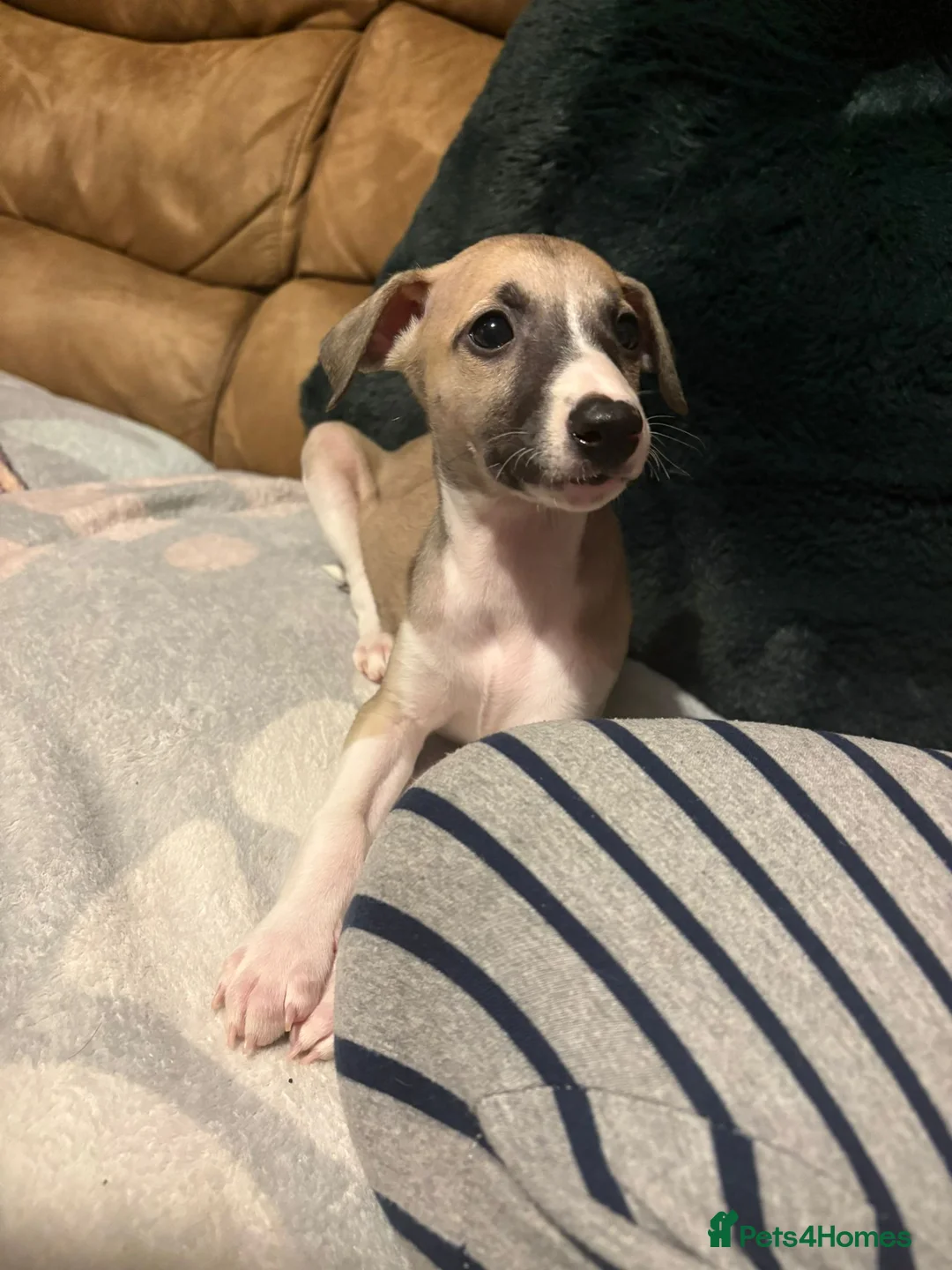 Whippet dogs for sale: Stunning Whippet Puppies 1 Girl & 6 Boys - Advert 3